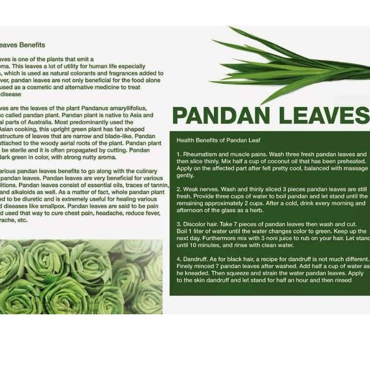 

IDKk9K4--FRAGRANT PANDAN LEAF TEA : TEH DAUN PANDAN WANGI ISI 30 TEA BAG 100% ORGANIC