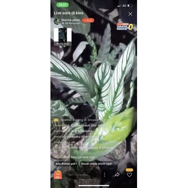 Calathea libyana dan whitestar