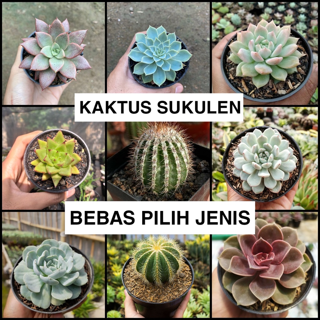 Sukulen Bebas Pilih Jenis Size Mini Satuan Murah | Paketan Kaktus Sekulen Cantik Size Mini | Echever