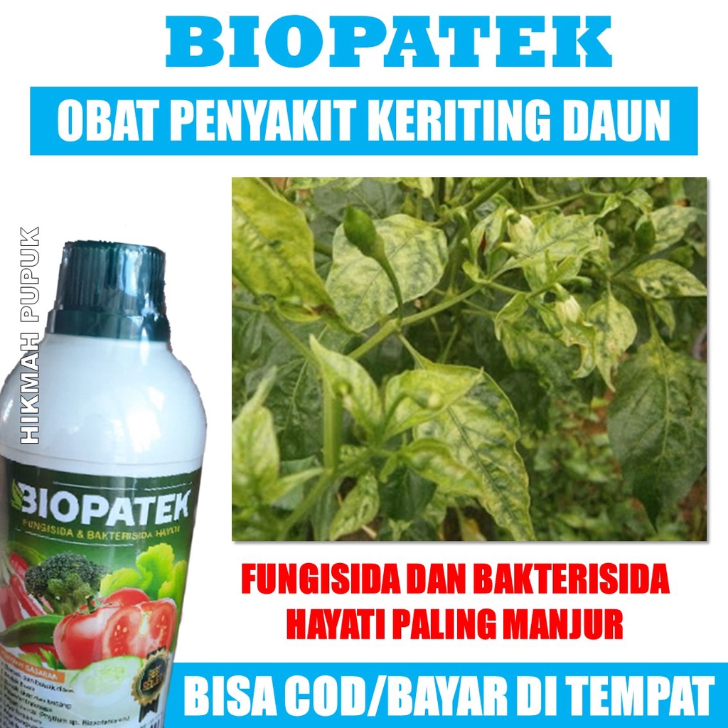 Obat Semprot Hama Kriting Daun Cabe Paling Bagus, BIOPATEK Pupuk Semprot Cair Atasi Hama Daun Keriti