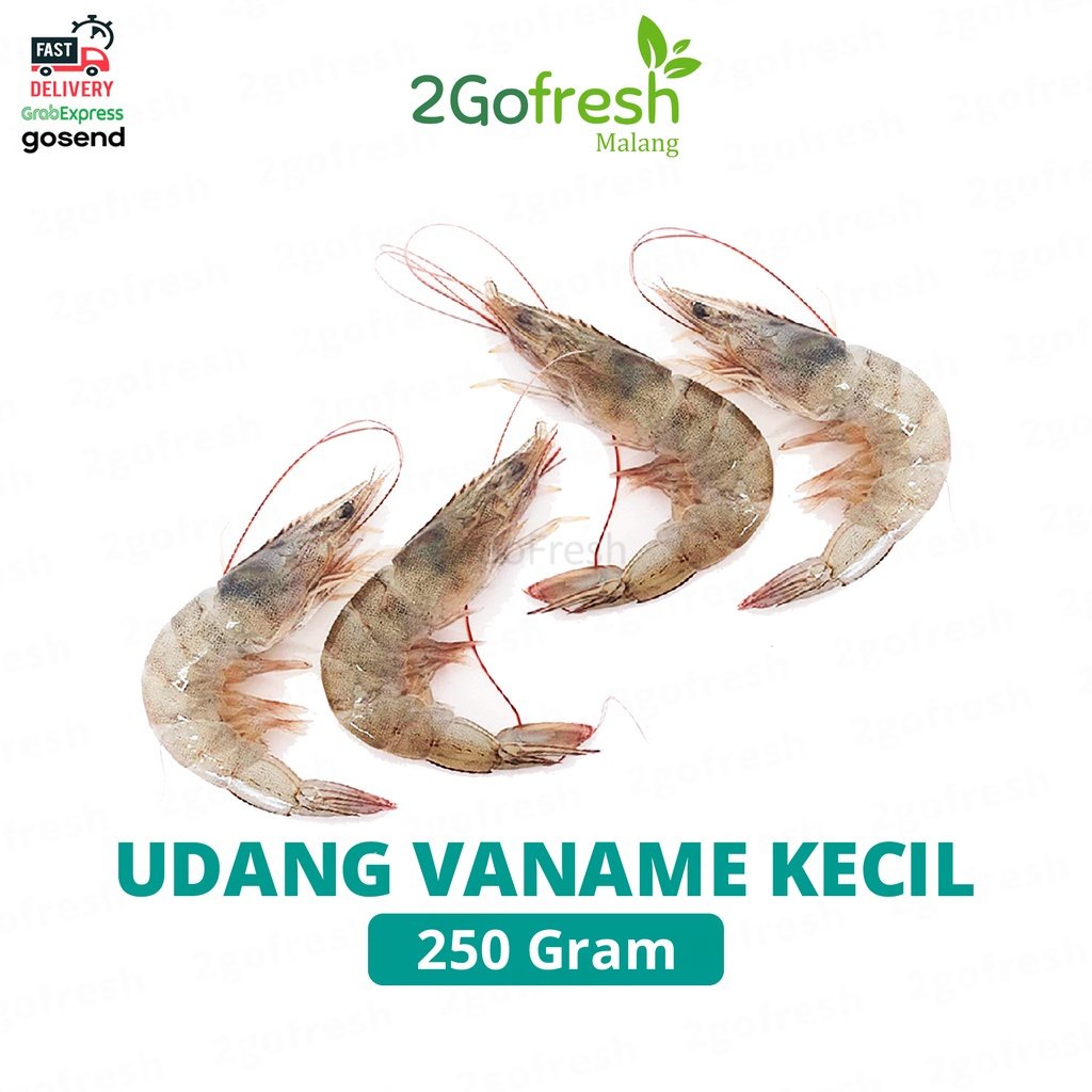 

Udang Vaname/ Vename Kecil Fresh - Sayur Sayuran
