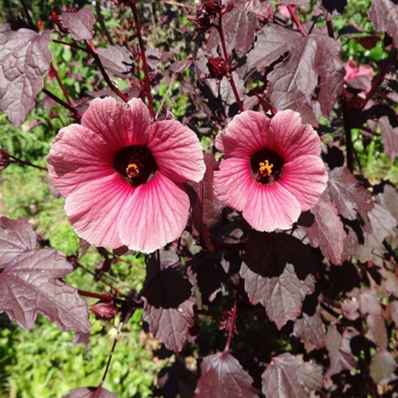 Bibit Tanaman Hias Hibiscus Acetocela