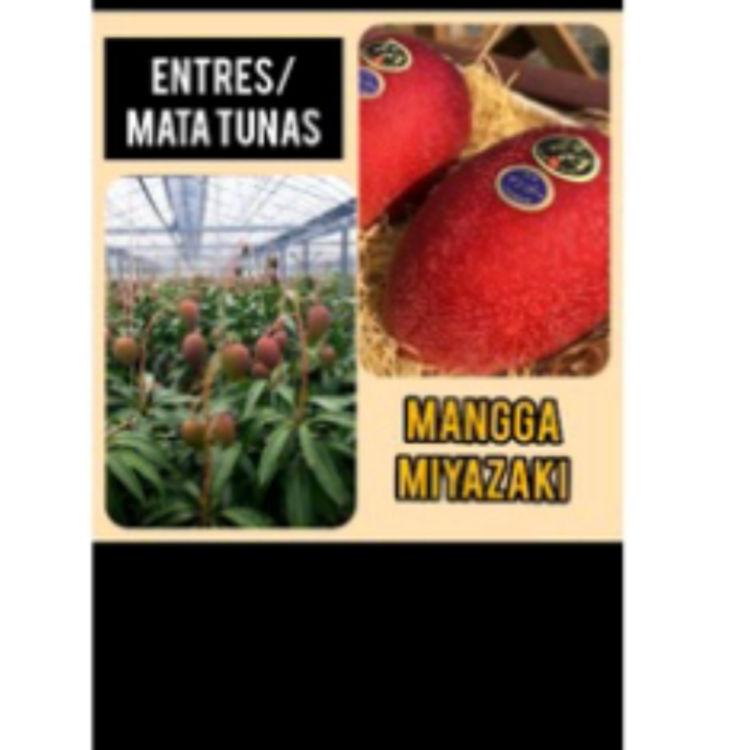 Belanja Mantap--Entres Mata Tunas Mangga Miyazaki