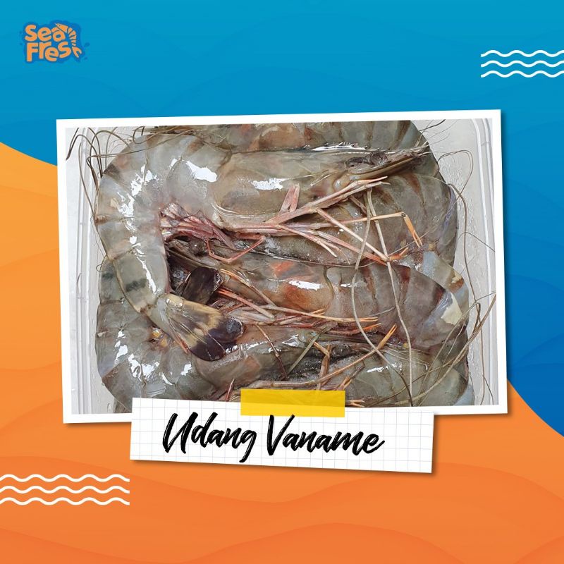 

Udang Vaname 1kg (Udang Raja/Udang Vanami)
