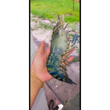 

Udang_Galah