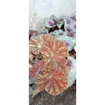 begonia keong madu