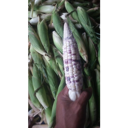 JAGUNG KETAN ATAU JAGUNG PULUT 1KG