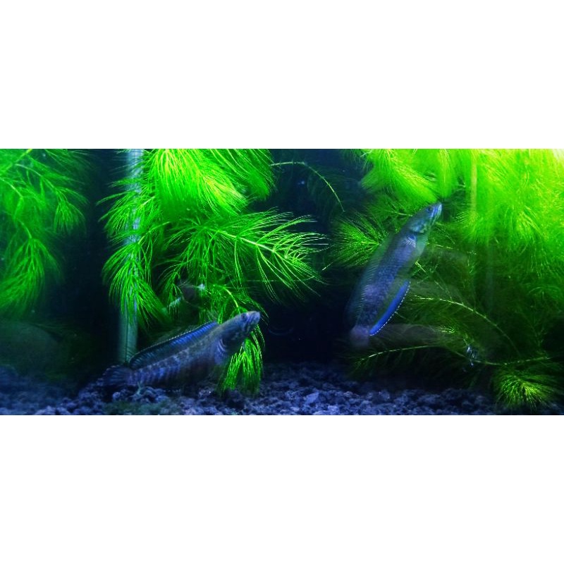 (Promo Andrao Pair)Chana Andrao pair akur 8-10cm Termurah n Terlaris