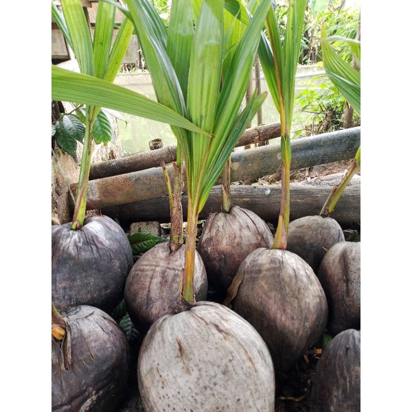 Bibit Kelapa Unggul Hibrida