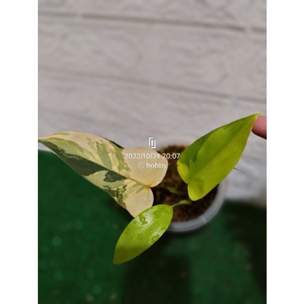 philodendron violin varigata