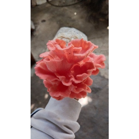 BAGLOG jamur tiram pink