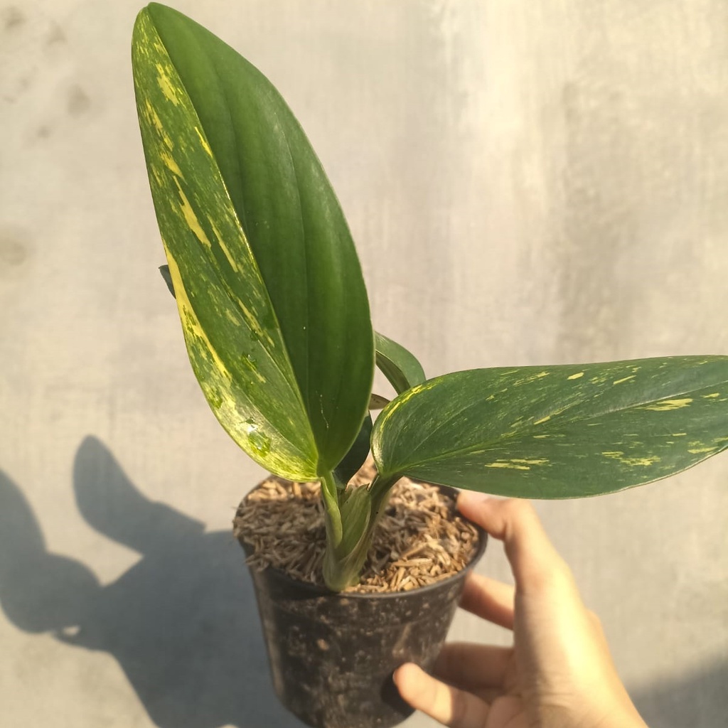 Standlyana Yellow Variegata