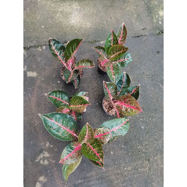 aglaonema adelia  promo