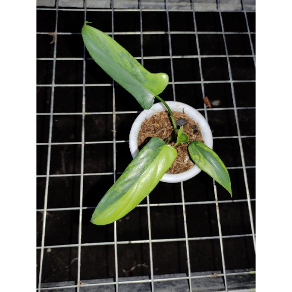philodendron violin variegata real pict