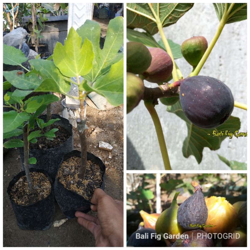 Bibit Pohon Tin Negrone Tin Ungu