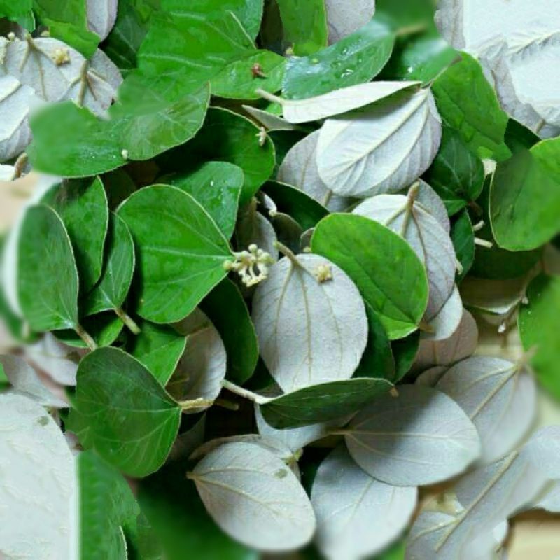 

50 Pcs DAUN BIDARA ARAB (SIDR) ASLI UNTUK RUQYAH DAN OBAT HERBAL
