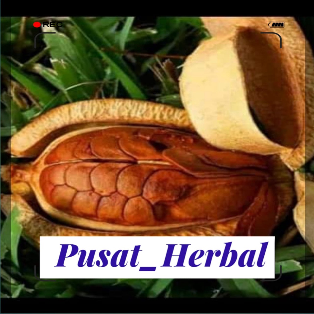 Biji benih bibit mahoni kering 1kg biji mahoni kering