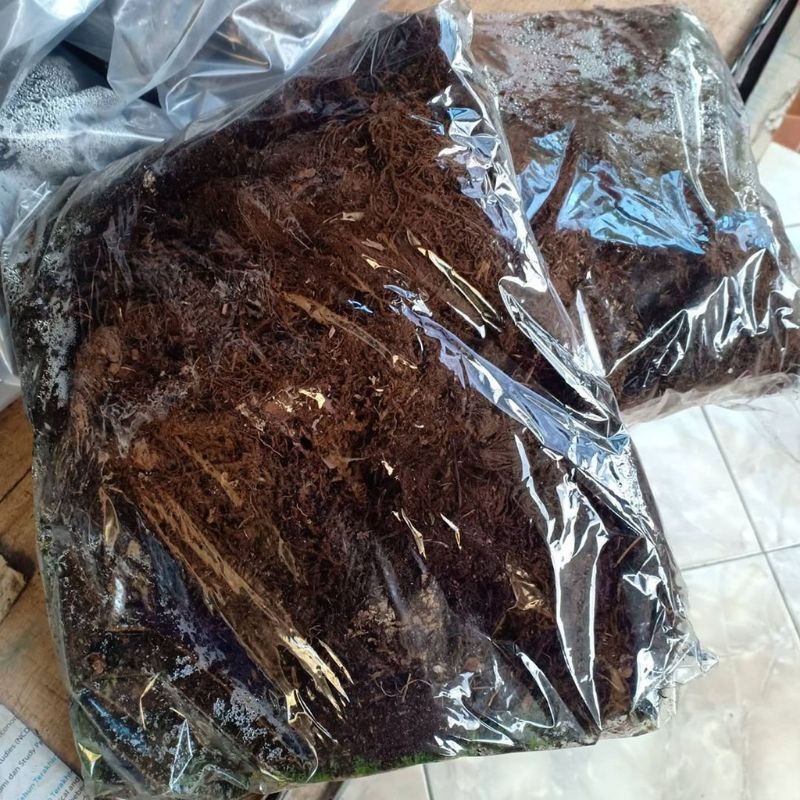 Moss Hitam Akar Kadaka 100gr Media Tanam Anggrek bulan anggrek dendrobium