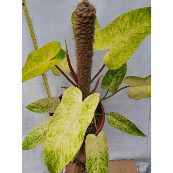 philodendron painted lady
