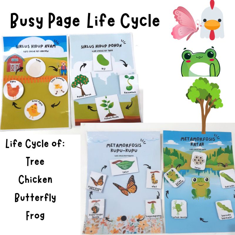 Busy Page Life Cycle Siklus Hidup Metamorfosis Lembar Edukasi Mainan Montessori Anak Balita PAUD