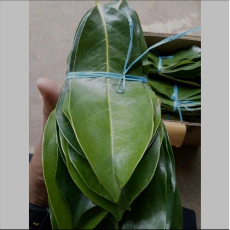 

100 lebar daun sirsak Segar /sirsak muda termurah