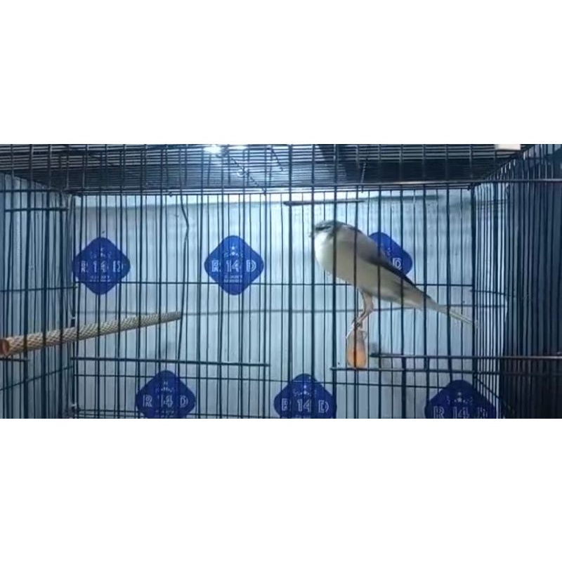 KENARI YORKSHIRE JANTAN (02)