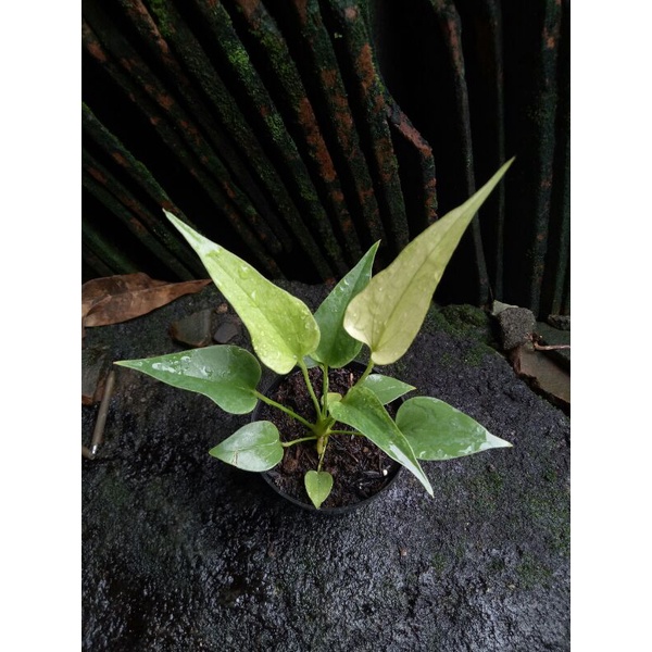 Baby Anthurium Brownii / Anthurium Corong Variegata