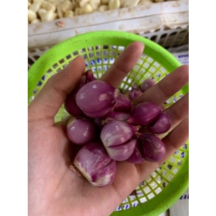 

Readystock 。・ ✭ Bawang merah V✍ Terkini