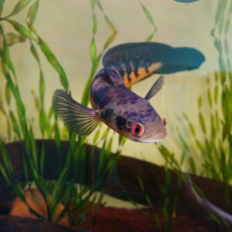 BaBy YS Maru size 3-5cm Simet indukan mata merah Istimewa-2