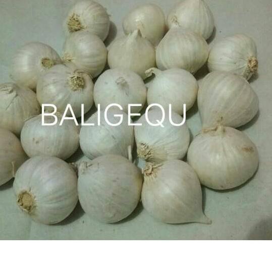 

Diskon✔️Bawang Putih Tunggal / Lanang 250 gram|RA4