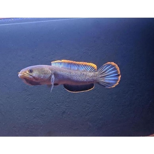 Limbata  CB & WC size 10 - 15 cm free pelet 1 bungkus
