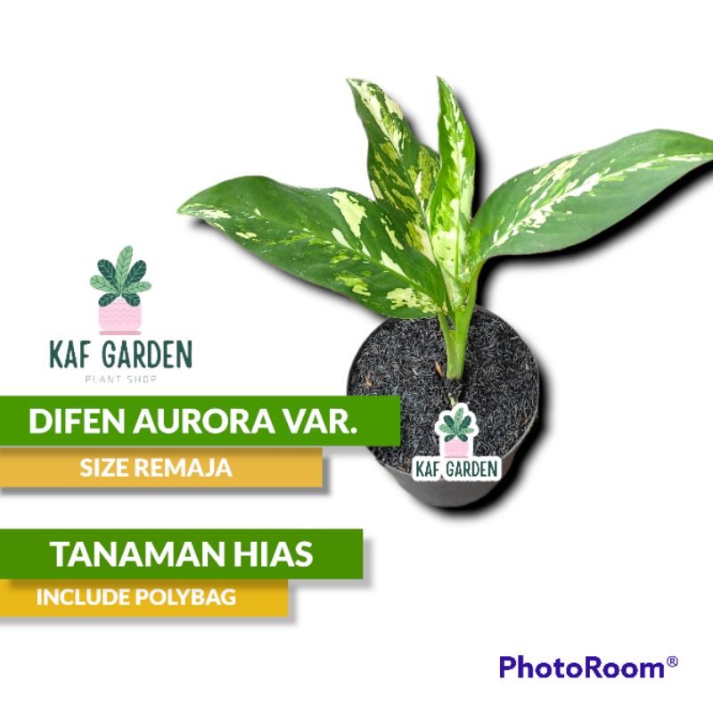 Beli 1 Gratis 1 dieffenbachia aurora variegata tanaman hias blanceng puerto rico varigata daun bahag