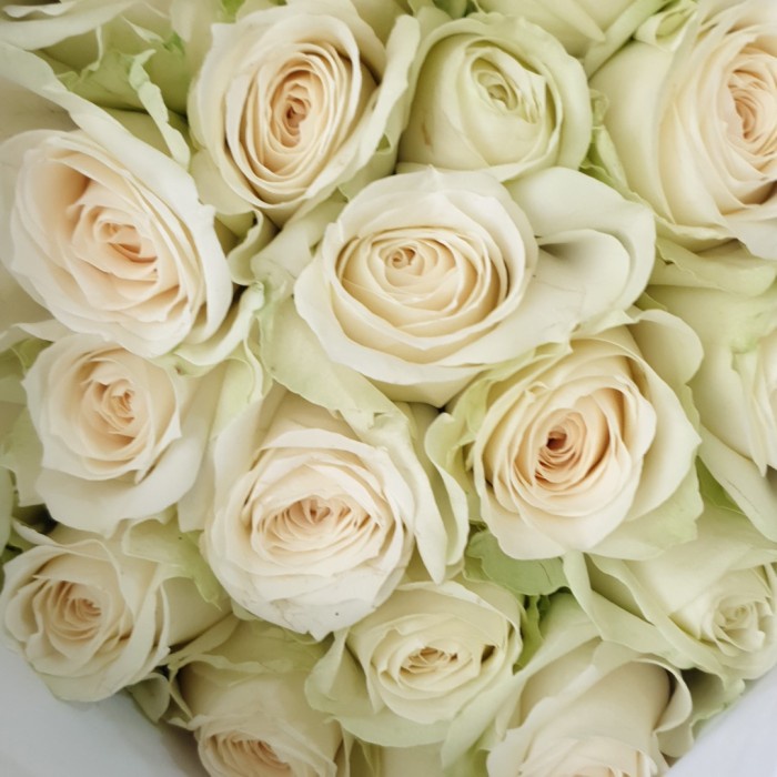 Bunga Bunga Potong Mawar 1 Tangkai Fresh Segar Hidup Rose Flower Grade A