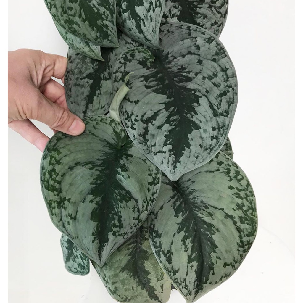 PROMO scindapsus exotic silver - tanaman scindapsus - scindapsus