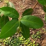 

Daun Salam Organik per 200 gram