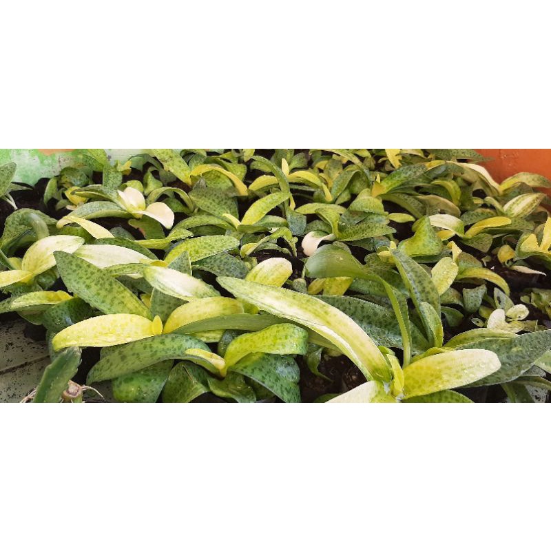 Sukulen Drimiopsis Kirkii Var / Lidah Katak Varigata