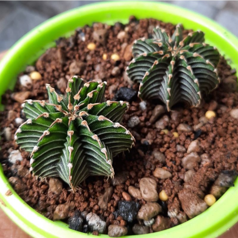 Paket borongan 2 Kaktus - Gymno LB 2178 single spine 10 ribs dan 11 ribs