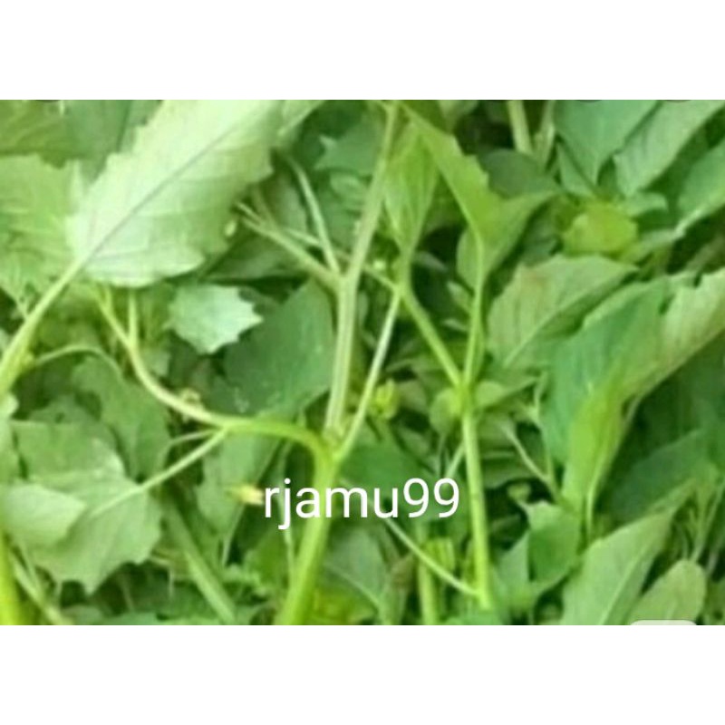 

Herbal Daun Ciplukan Segar 1kg
