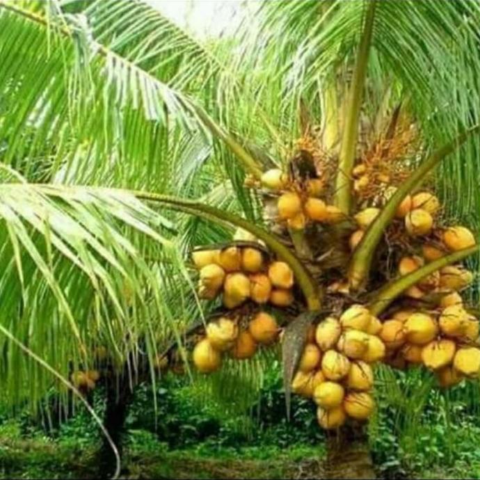 bibit kelapa genjah merah dan hijau bali 2 tahun berbuah rekomendasi
