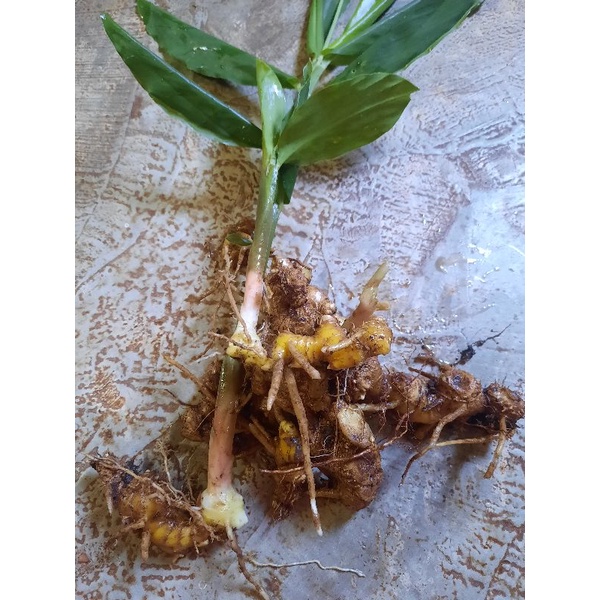 

Lempuyang Panglai Banglai Ori Herbal 1Kg