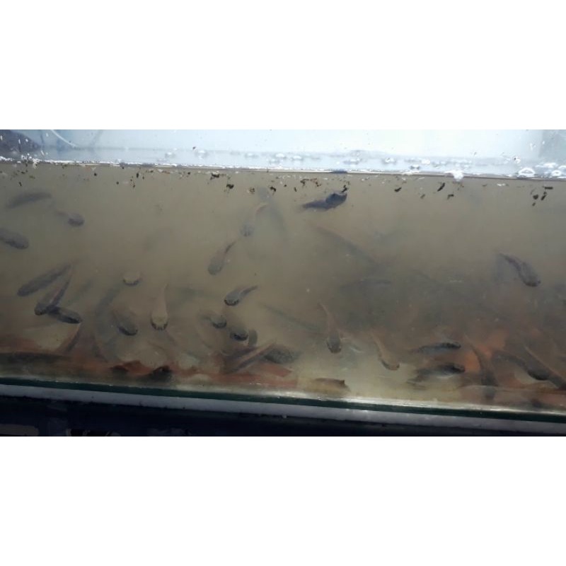 red sampit super (8-10cm)