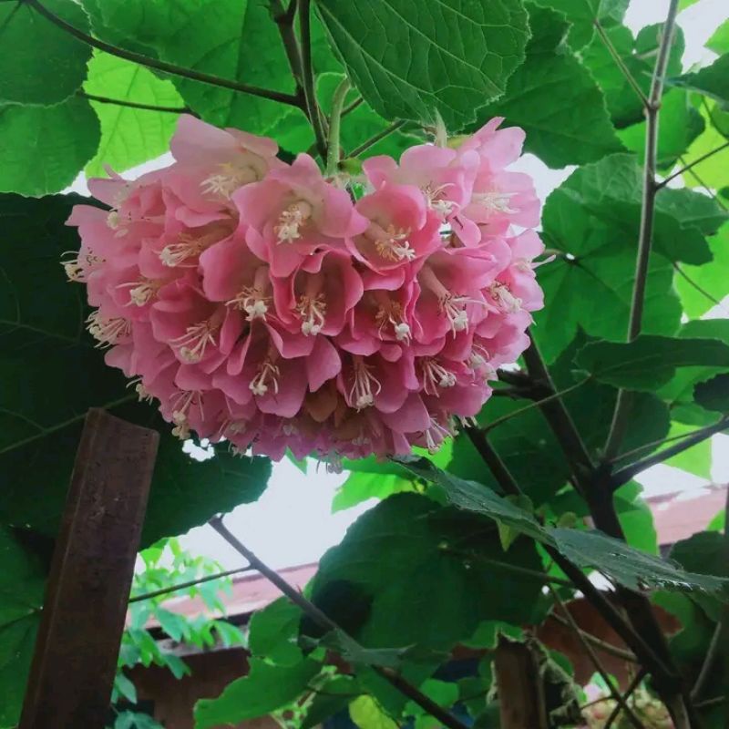vegetasi lebah pakan klanceng dombeya ceyeuxy
