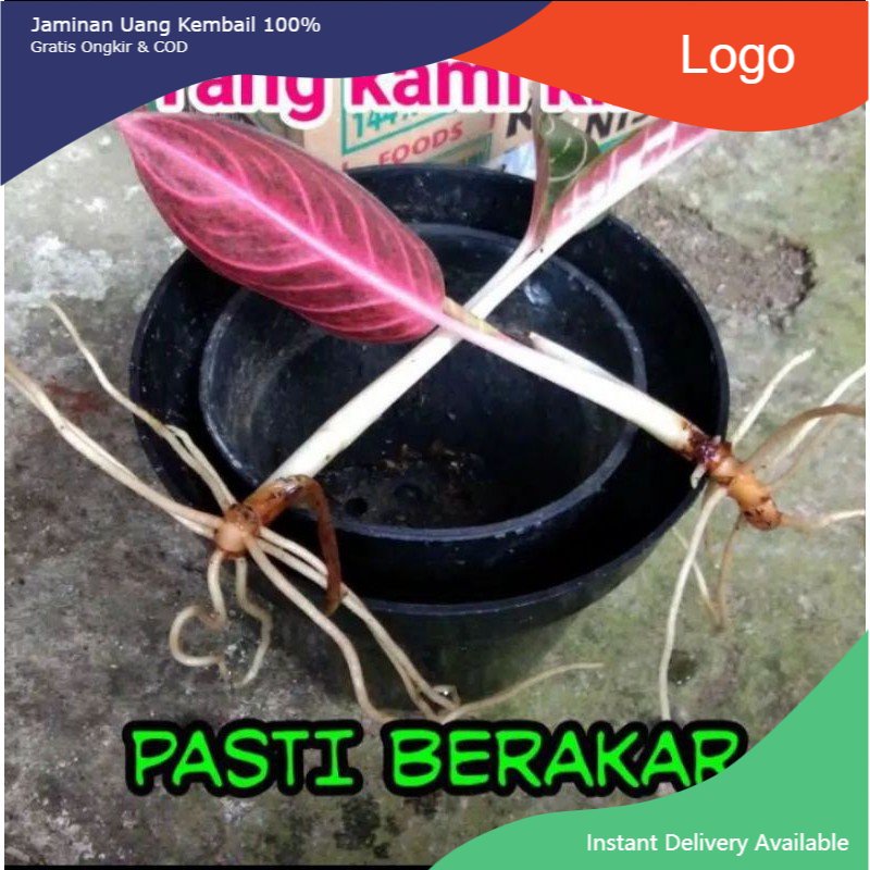 bongol aglonema red Sumatra