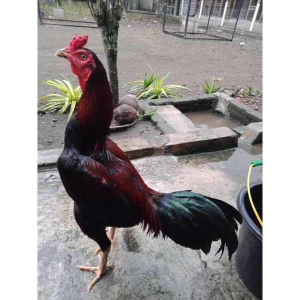 

jual telur ayam mangon perbutir