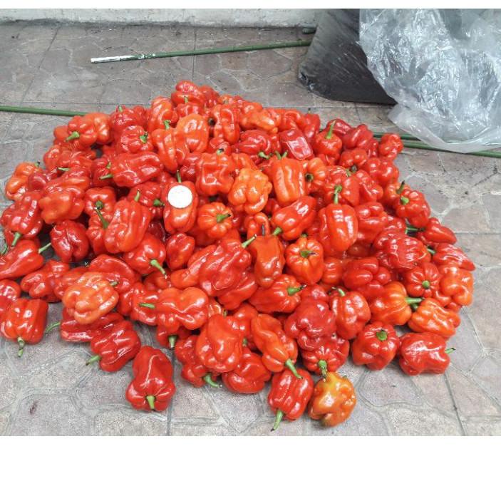 

Stock New Biji Cabe Katokkon Super / Cabe Toraja Super isi 20 butir