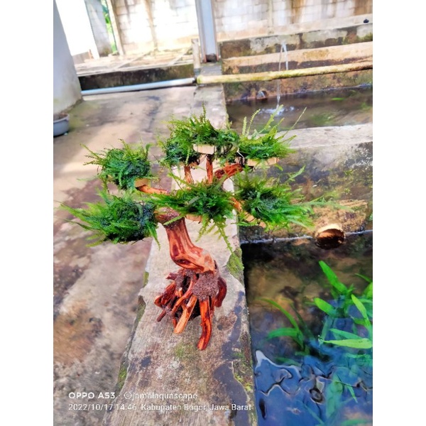 Bonsai Aquascape Mini  Kayu Raksamala .Hiasan Aquarium