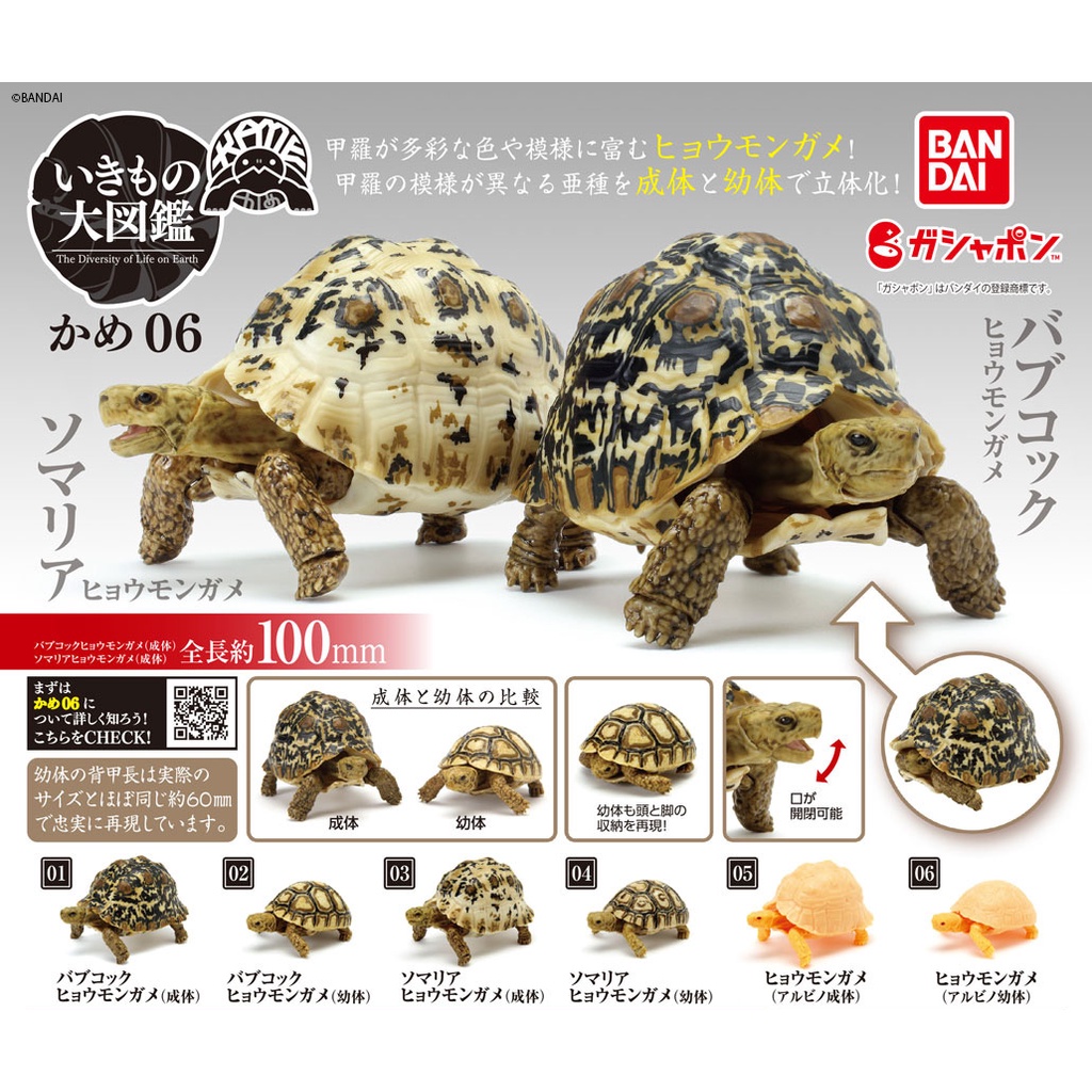 Kame 06 Leopard Tortoise Hyoumongame Kura Bandai Gashapon Dangomushi Gacha Babcock Somalia