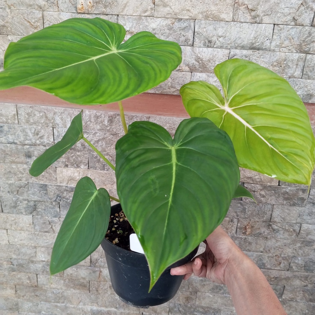 Tanaman Hias Philodendron McDowell