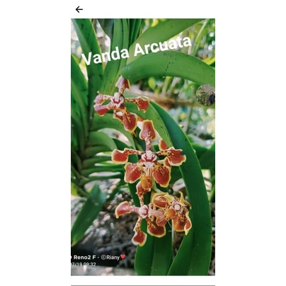 Anggrek Vanda Arcuanta | Vanda Plantn | Vanda Murah