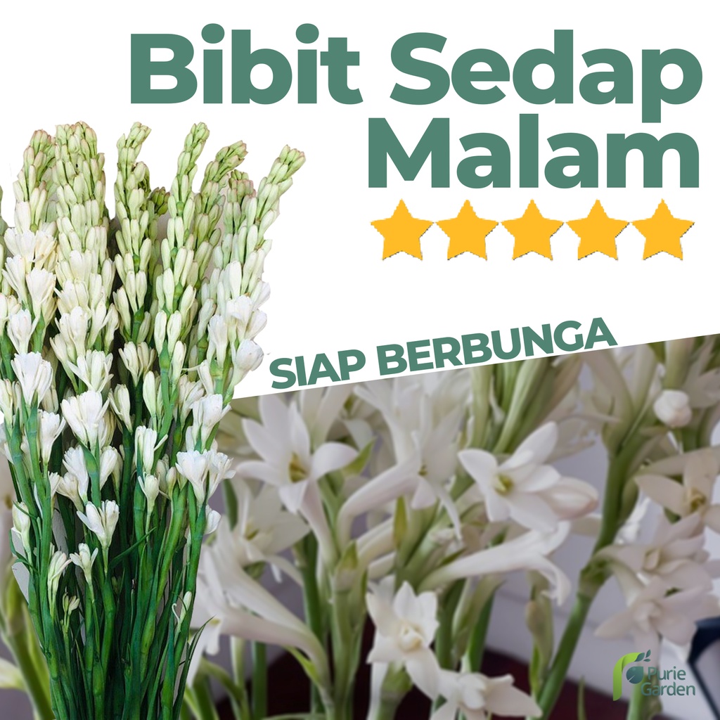 Bibit Bunga Sedap Malam Wangi Siap Berbunga PG BGR